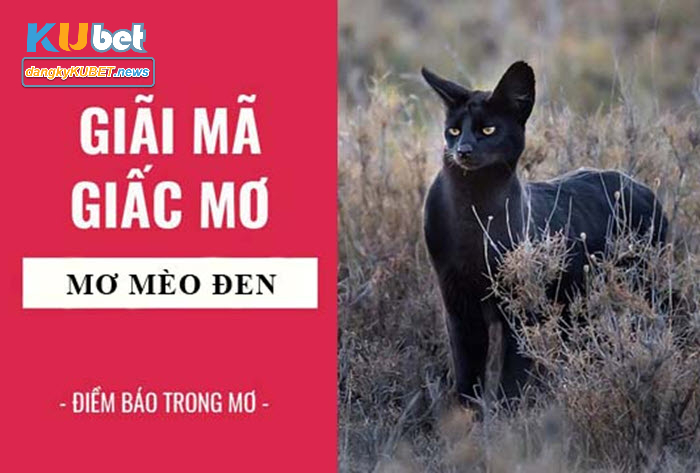 Mơ thấy mèo đen